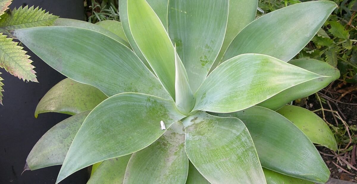 Drachenbaum-Agave (Agave attenuata) – Pflanzenfoto