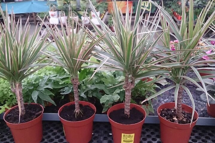 Dracaena marginata 'Bicolor'