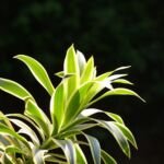 Drachenbaum; gelegentlich auch Indisches Lied (Dracaena reflexa 'Song of India') – Pflanzenfoto