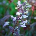 Dráčik 'Husker Red' (Penstemon digitalis 'Husker Red') – fotografia rastliny