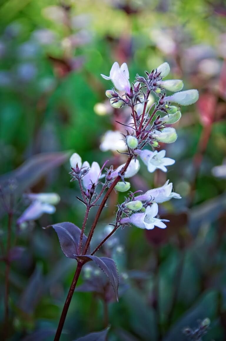 Penstemon digitalis 'Husker Red'