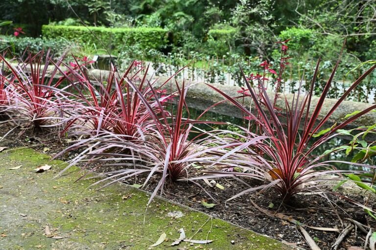 Cordyline australis 'Pink Passion'