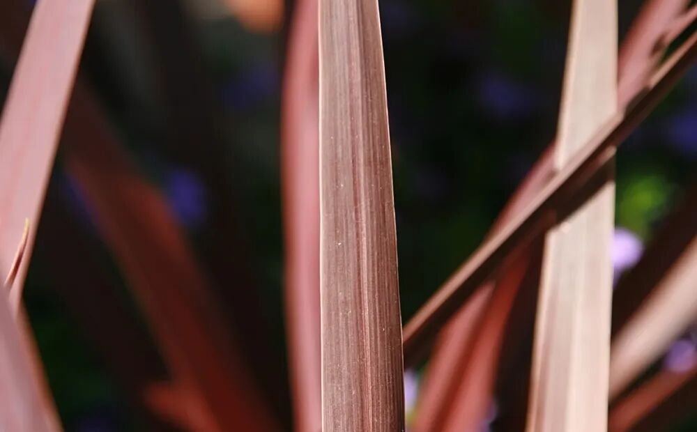 Dračinka ‘Red Star’ (Cordyline australis 'Red Star') – fotografia rastliny