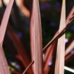 Dračinka ‘Red Star’ (Cordyline australis 'Red Star') – fotografia rastliny