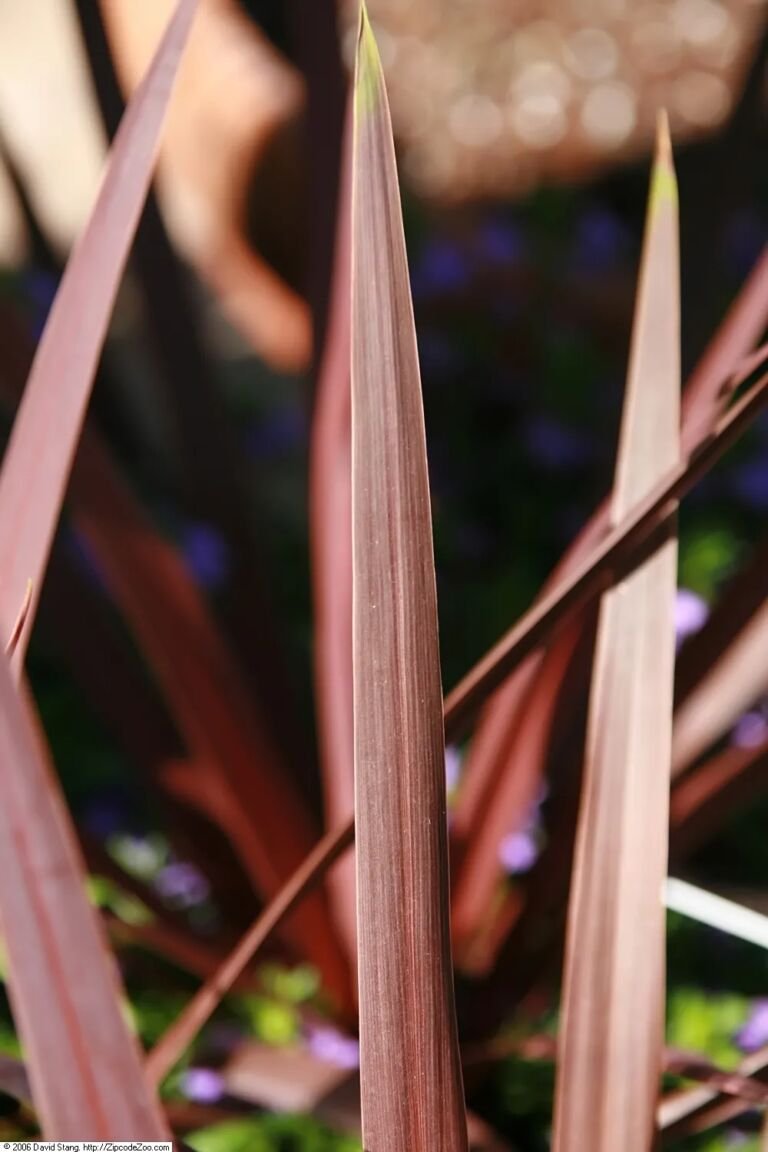 Cordyline australis 'Red Star'