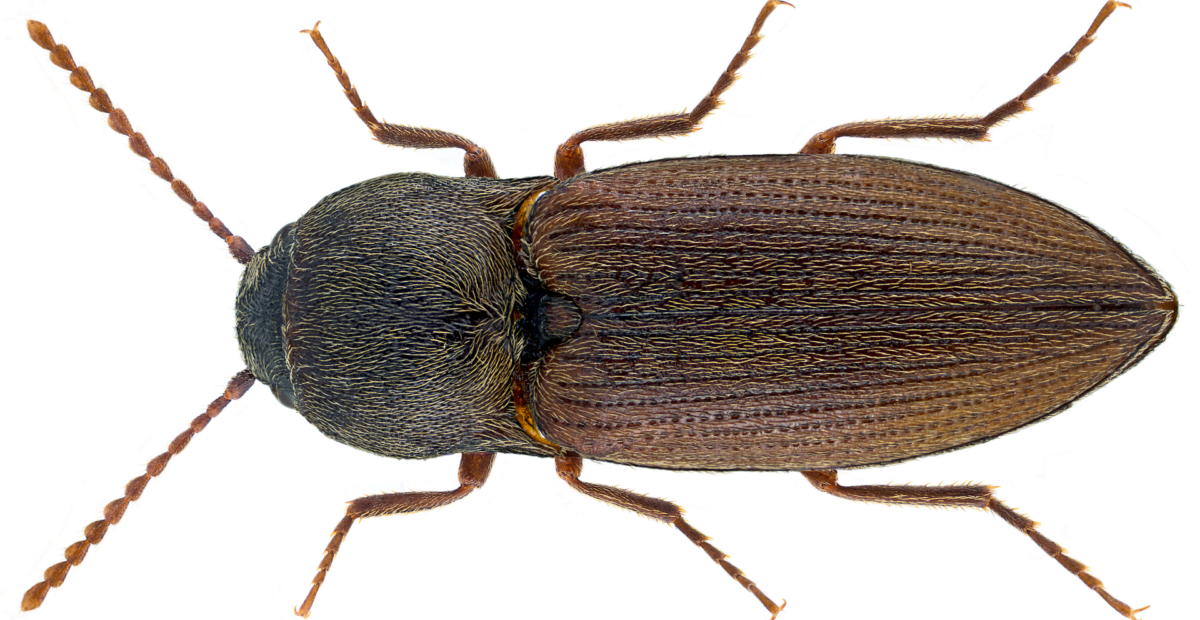 Drahtwurm (Agriotes obscurus)