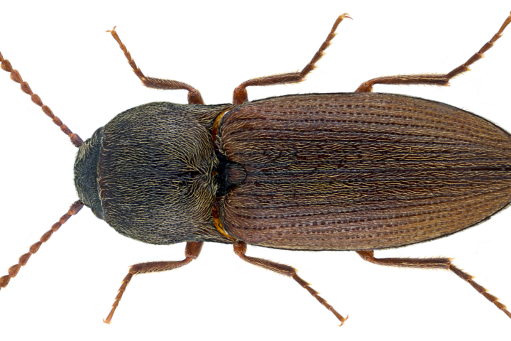 Drahtwurm (Agriotes obscurus)