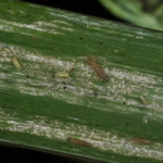 Drazänenthrips