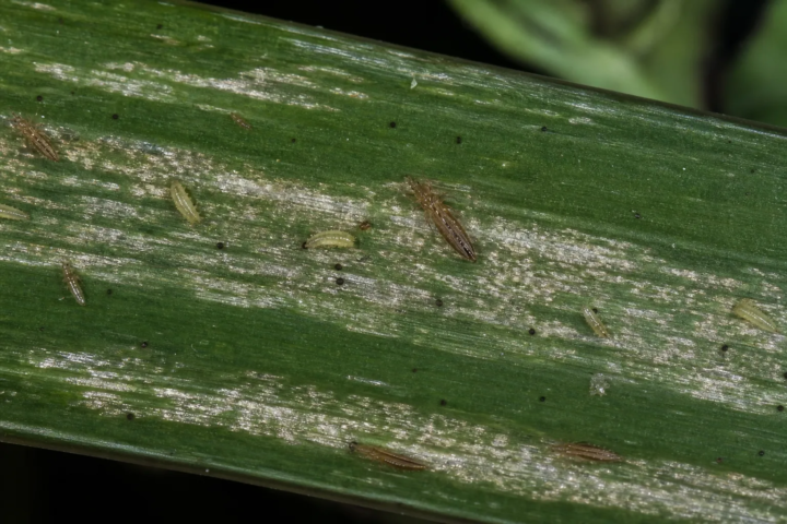 Drazänenthrips