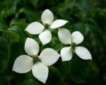 Drieň japonský ‘Chinensis’ (Cornus kousa ‘Chinensis’)