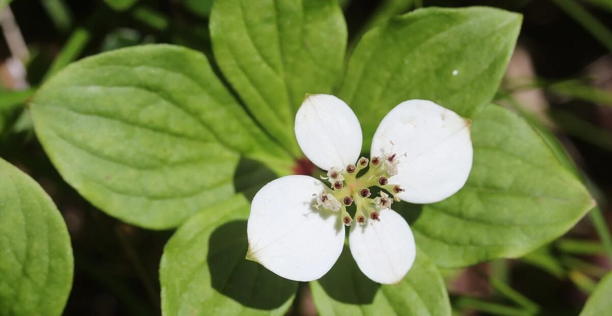 drieň kanadský (Cornus canadensis) – fotografia rastliny
