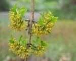 Drieň obyčajný (Cornus mas) – pestovanie a starostlivosť