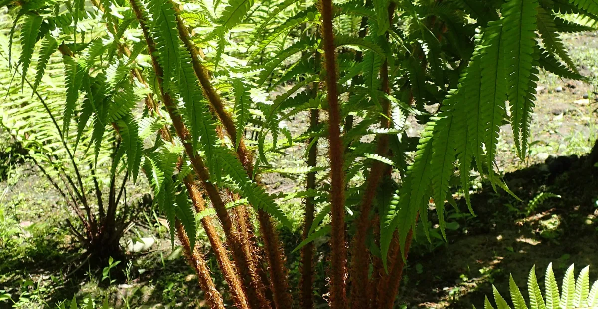 Dryopteris affinis – plant photo