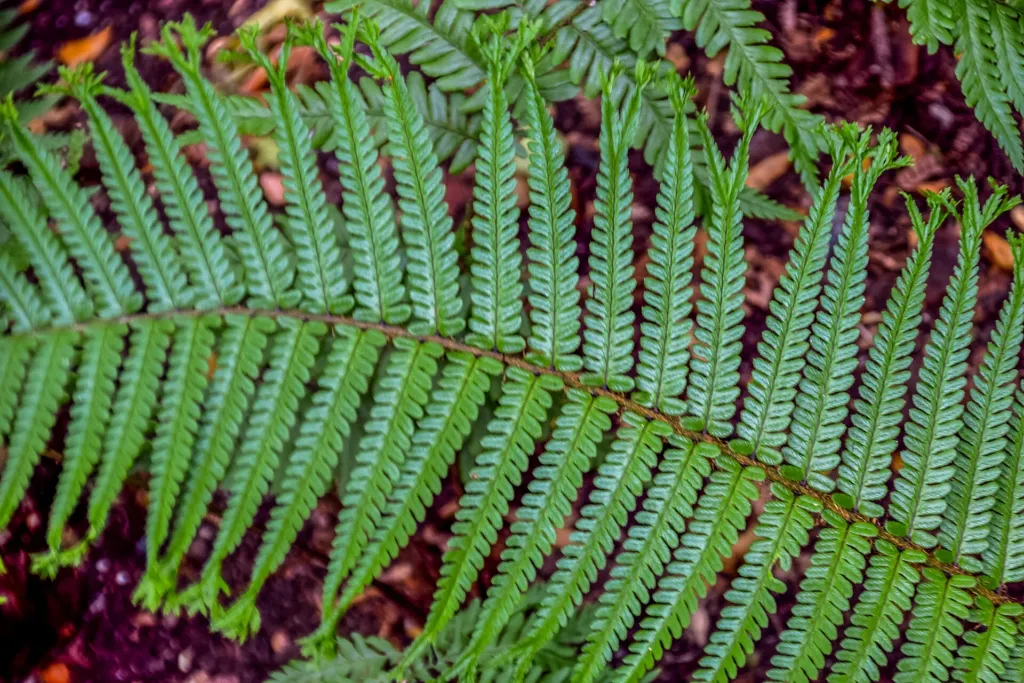 Dryopteris affinis – in a garden setting, plant photo