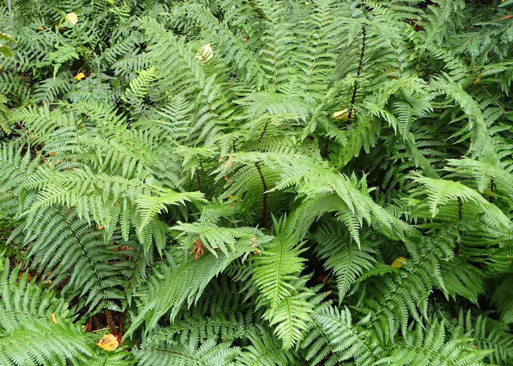 Dryopteris affinis – in a garden setting, plant photo