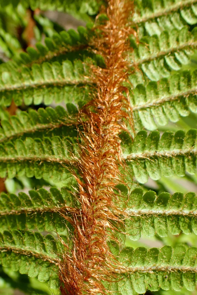 Dryopteris affinis – in a garden setting, plant photo