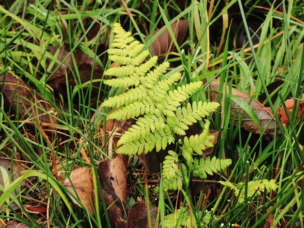 Dryopteris dilatata – in a garden setting, plant photo