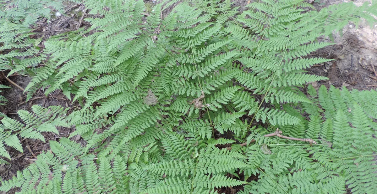 broad buckler-fern (Dryopteris dilatata) – plant photo