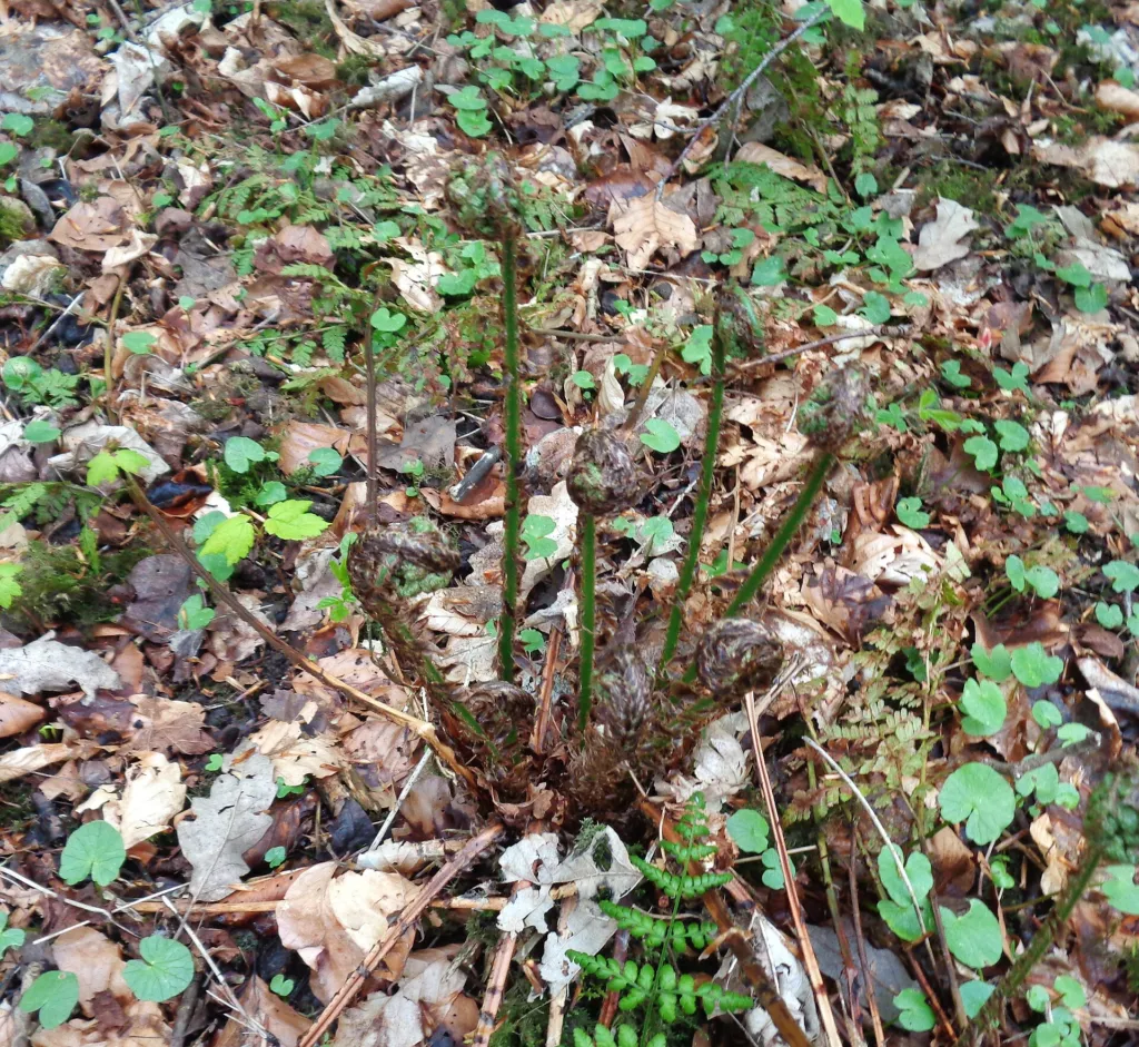 Dryopteris dilatata – characteristic appearance, plant photo