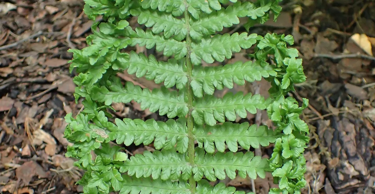 Dryopteris filix 'Mas' – plant photo