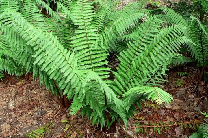 Dryopteris wallichiana