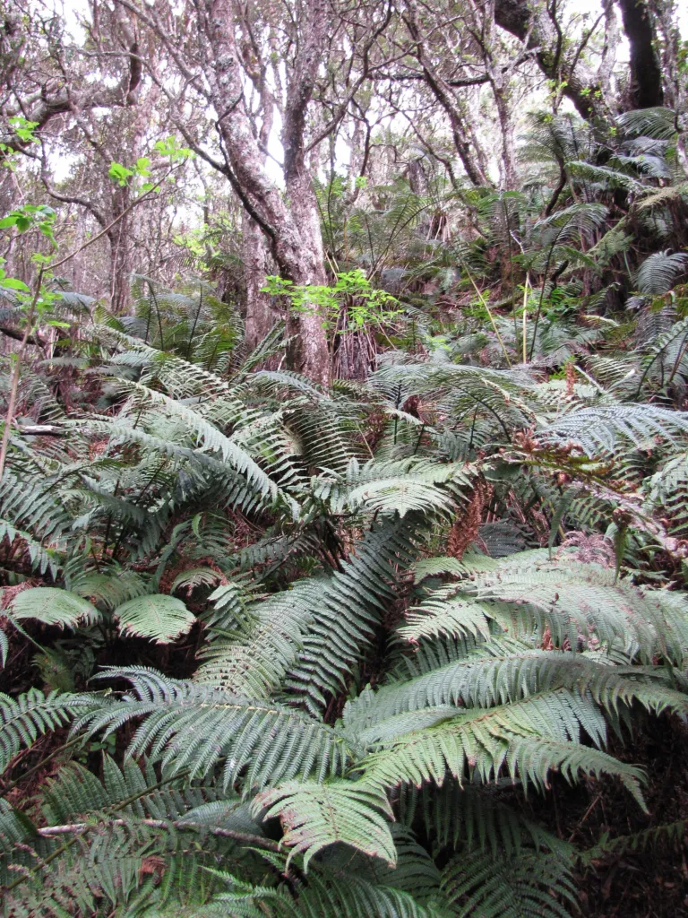 Narecznica Wallicha (Dryopteris wallichiana) – natural growth habit, plant photo