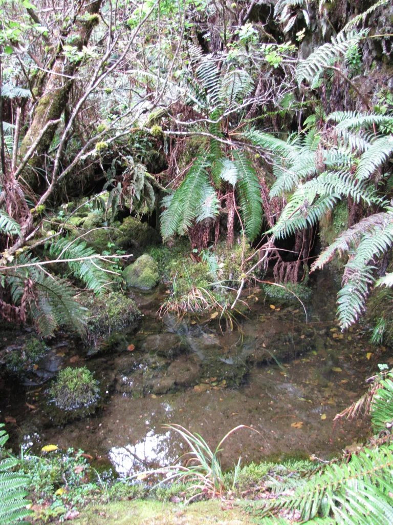 Narecznica Wallicha (Dryopteris wallichiana) – natural growth habit, plant photo
