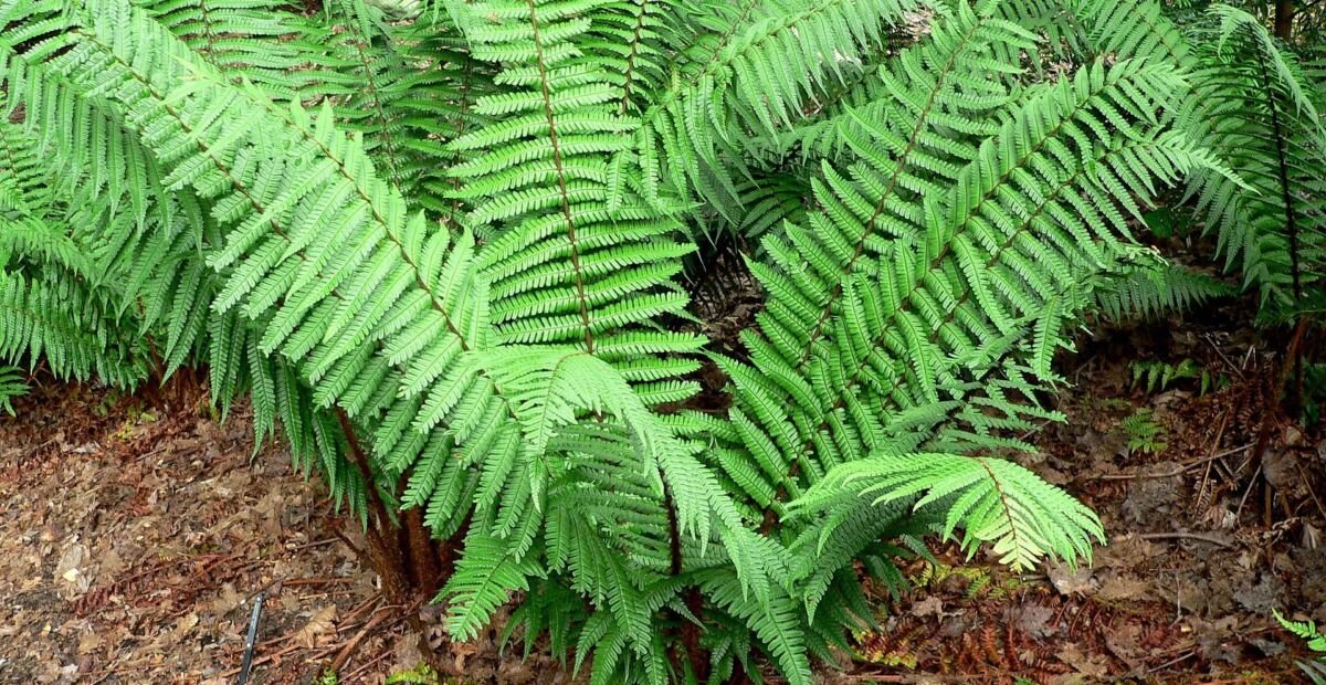 Dryopteris wallichiana – fotografia rastliny