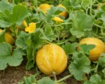 Dudaim melon (Cucumis melo Dudaim Group) care guide