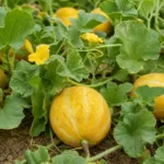 Dudaim melon (Cucumis melo Dudaim Group) – plant photo