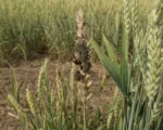 Dwarf bunt of wheat