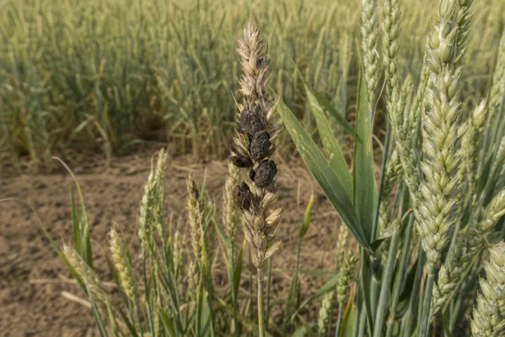 Dwarf bunt of wheat