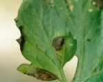 Early blight