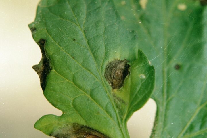 Early blight