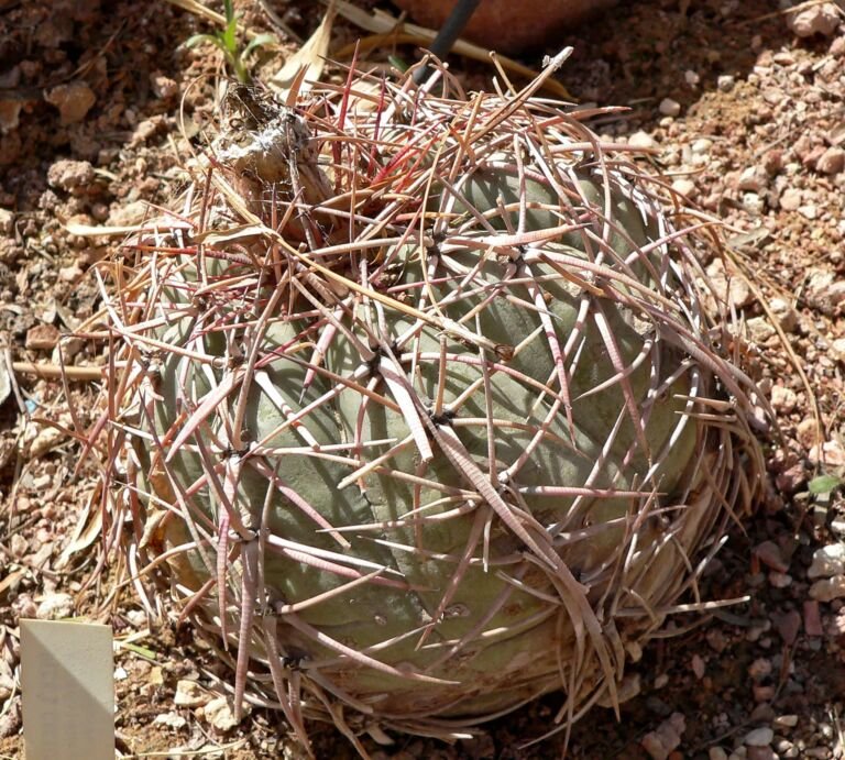 Echinocactus 'Horizonthalonius'