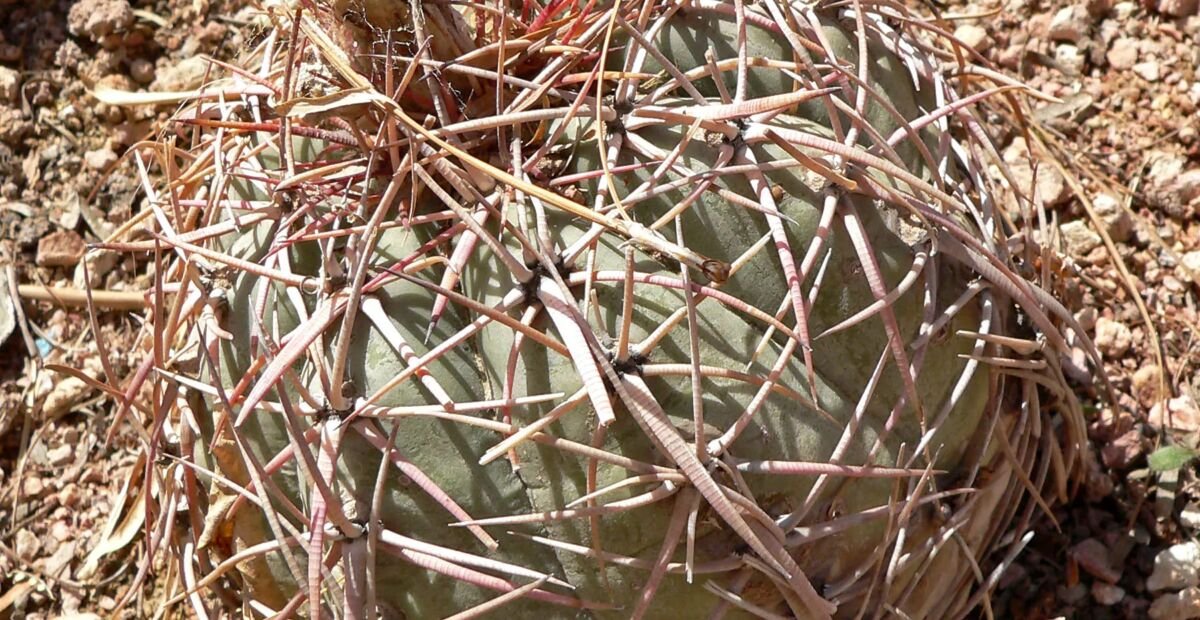 Echinocactus 'Horizonthalonius' – Pflanzenfoto