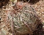 Echinocactus ‘Horizonthalonius’