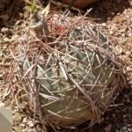 Echinocactus ‘Horizonthalonius’ (Echinocactus 'Horizonthalonius') – Pflanzenfoto