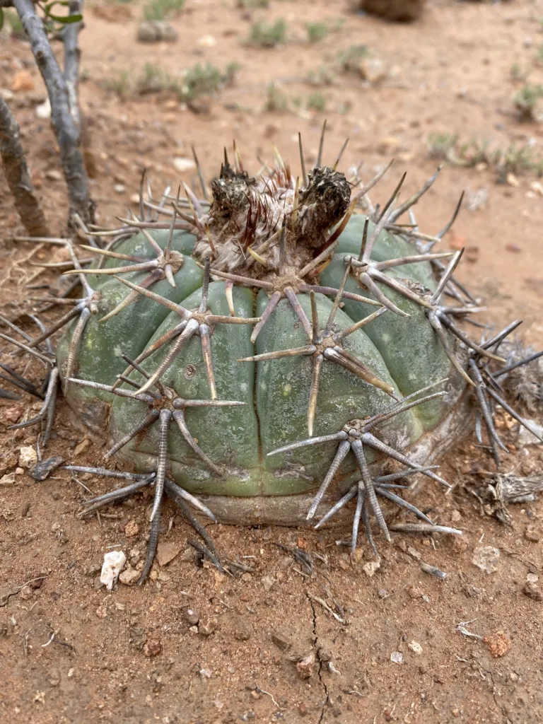 Echinocactus ‘Horizonthalonius’ (Echinocactus 'Horizonthalonius') – characteristic