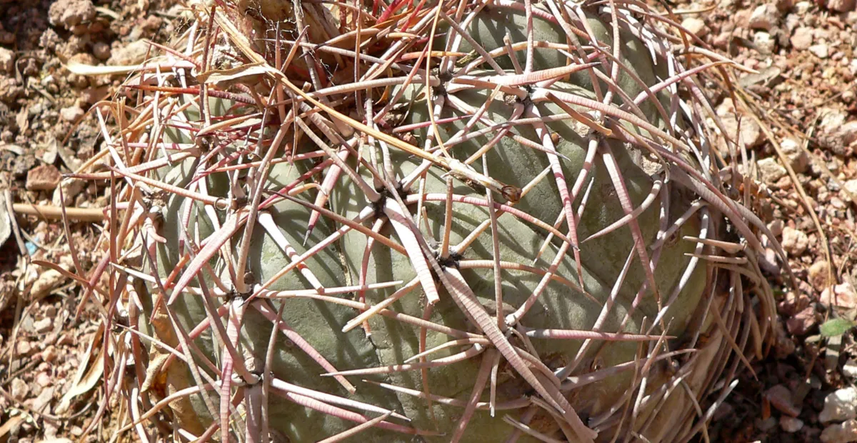 Echinocactus 'Horizonthalonius' – plant photo