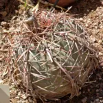 Echinocactus ‘Horizonthalonius’ (Echinocactus 'Horizonthalonius') – plant photo