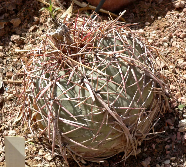 Echinocactus 'Horizonthalonius'