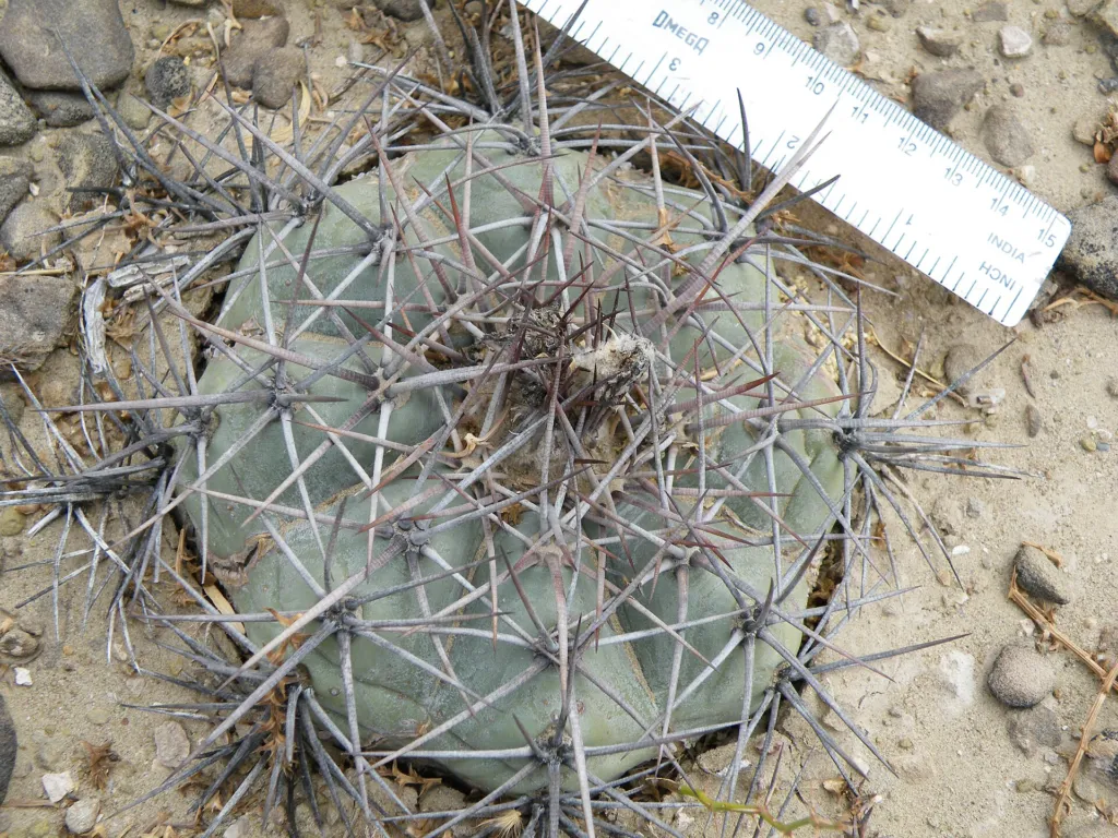 Echinocactus ‘Horizonthalonius’ (Echinocactus 'Horizonthalonius') – characteristic