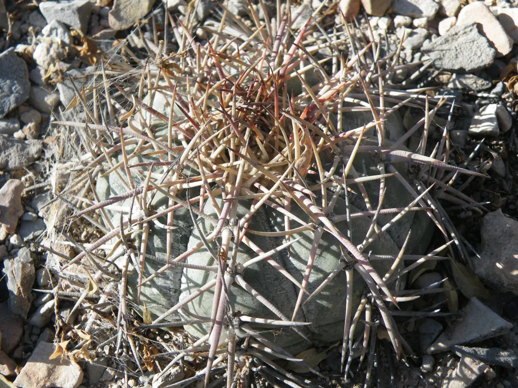 Echinocactus ‘Horizonthalonius’ (Echinocactus 'Horizonthalonius') – characteristic