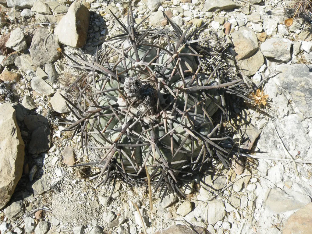 Echinocactus ‘Horizonthalonius’ (Echinocactus 'Horizonthalonius') – characteristic