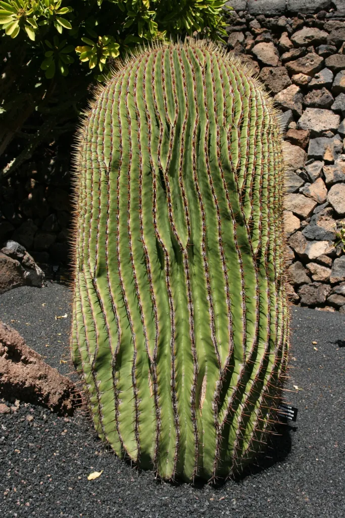 iznaga de Dulce (Echinocactus platyacanthus) – im Garten, Pflanzenfoto