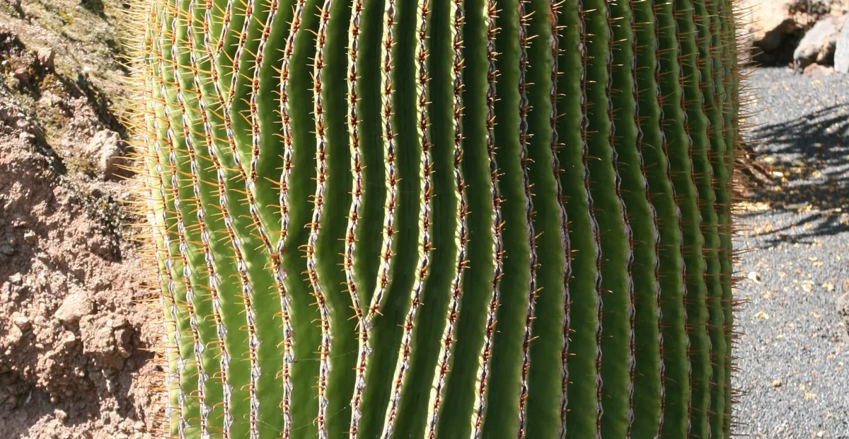 he giant barrel cactus (Echinocactus platyacanthus) – plant photo
