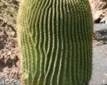 He giant barrel cactus (Echinocactus platyacanthus) care guide