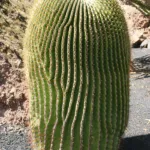 he giant barrel cactus (Echinocactus platyacanthus) – plant photo