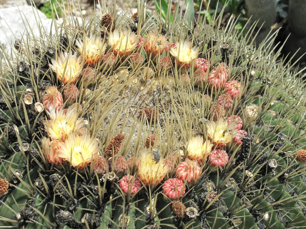 iznaga de Dulce (Echinocactus platyacanthus) – Blüten in Nahaufnahme, Pflanzenfoto